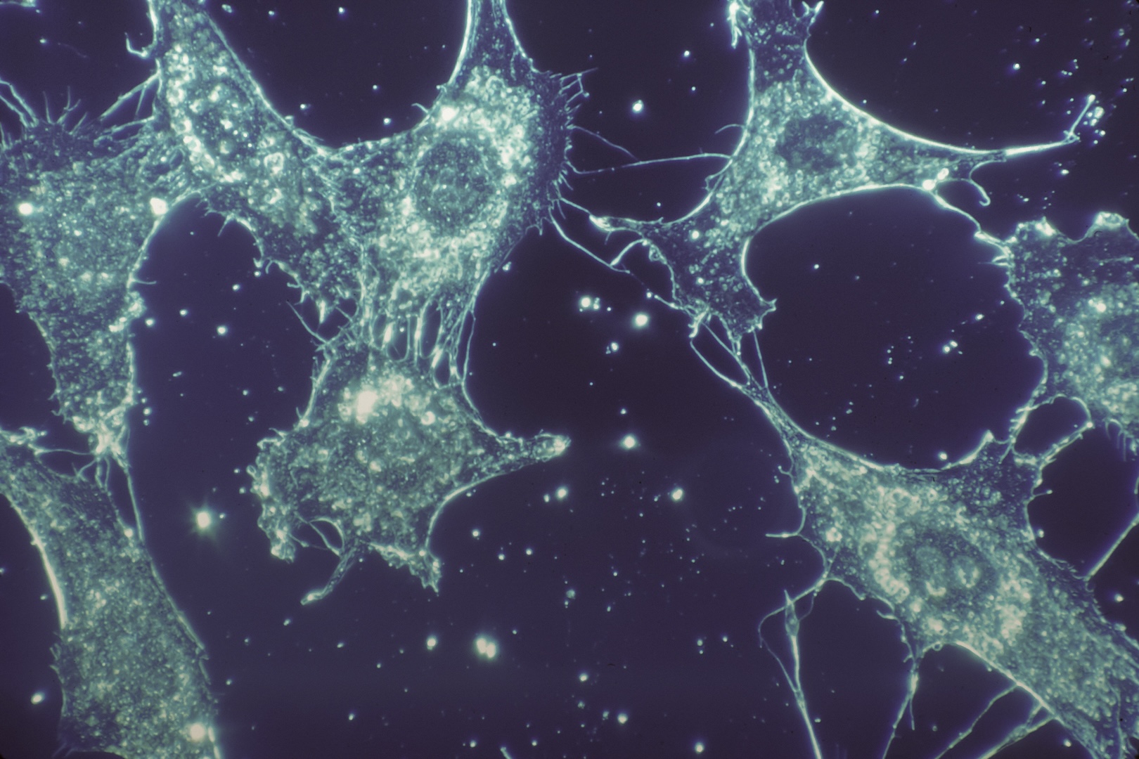 O-level Biology